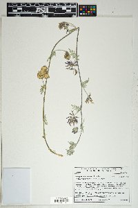 Astragalus lentiginosus var. sesquimetralis image