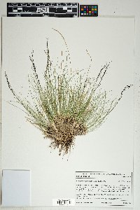 Stipa kingii image