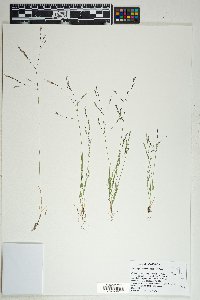 Deschampsia danthonioides image