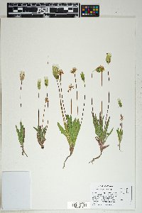 Agoseris heterophylla image