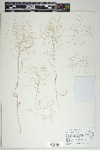 Muhlenbergia porteri image