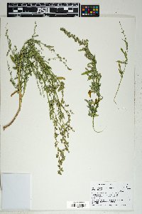 Chenopodium pratericola image