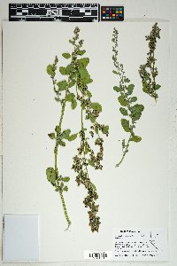 Chenopodium atrovirens image