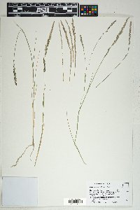 Muhlenbergia wrightii image