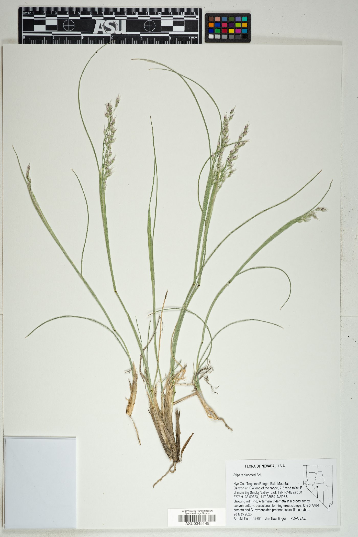 Eriocoma x bloomeri image