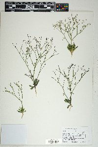 Aliciella leptomeria image