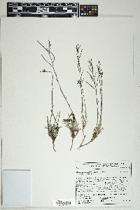 Boechera bodiensis image