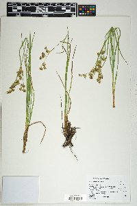 Juncus orthophyllus image