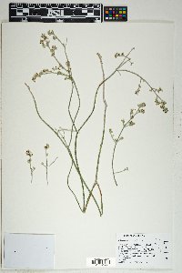 Eriogonum nummulare image