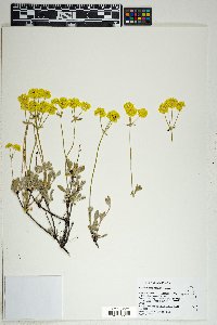 Eriogonum umbellatum var. nevadense image