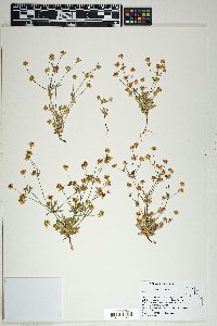 Eriogonum pharnaceoides image