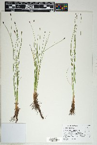 Eleocharis bolanderi image