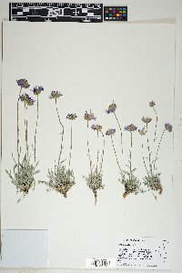 Erigeron argentatus image