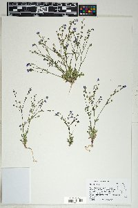 Gilia salticola image