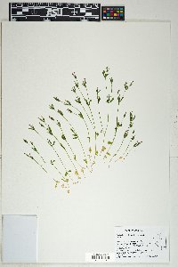 Centaurium tenuiflorum image