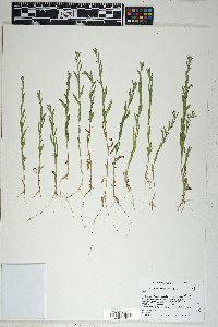 Epilobium torreyi image