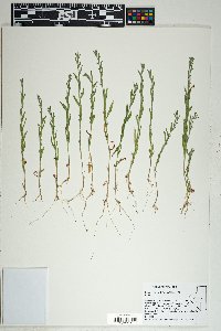 Epilobium torreyi image