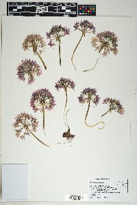 Allium atrorubens image