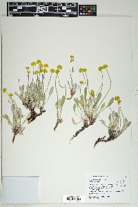 Eriogonum brevicaule var. desertorum image