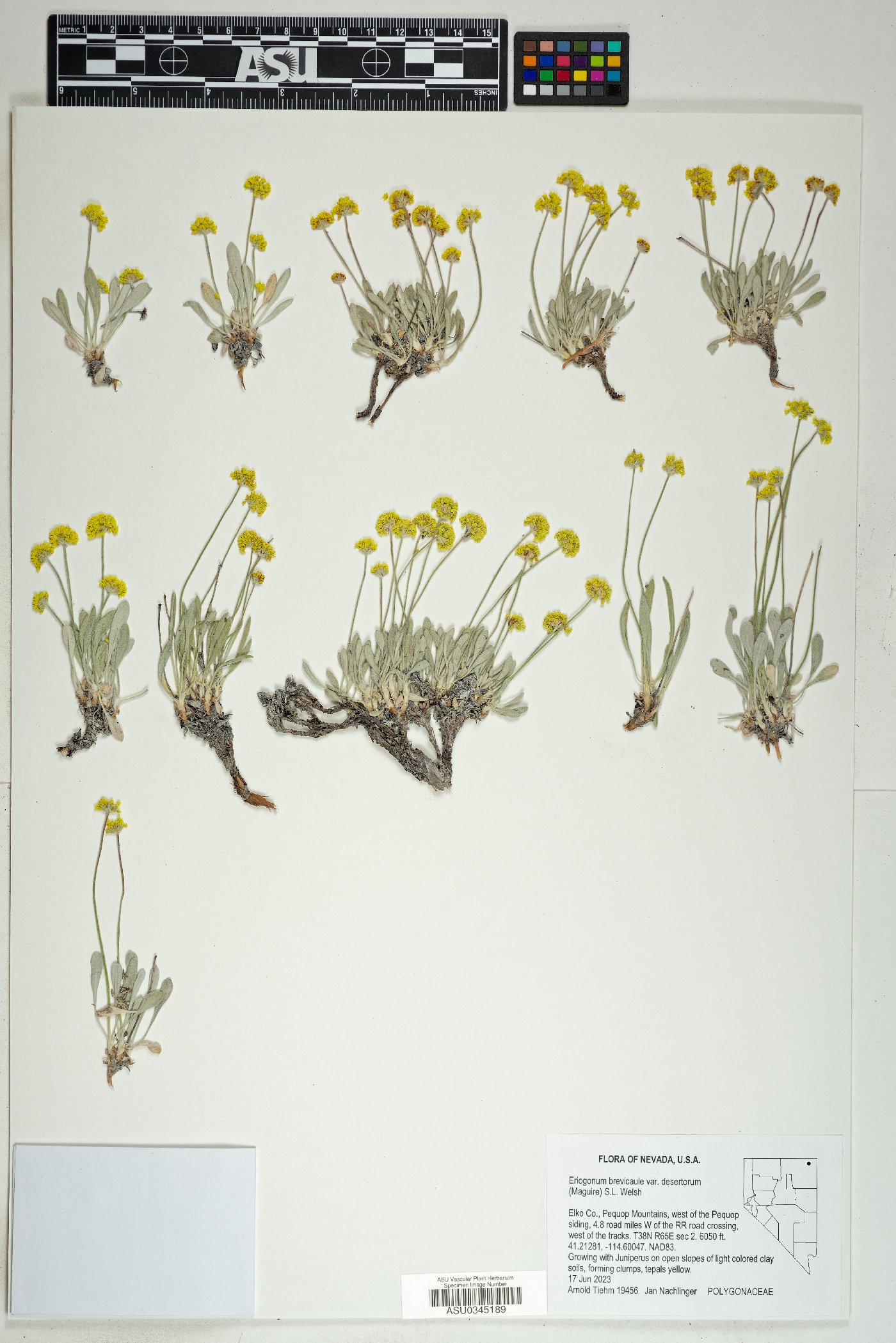 Eriogonum brevicaule var. desertorum image