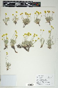 Eriogonum brevicaule var. desertorum image