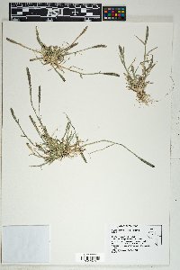 Crypsis alopecuroides image