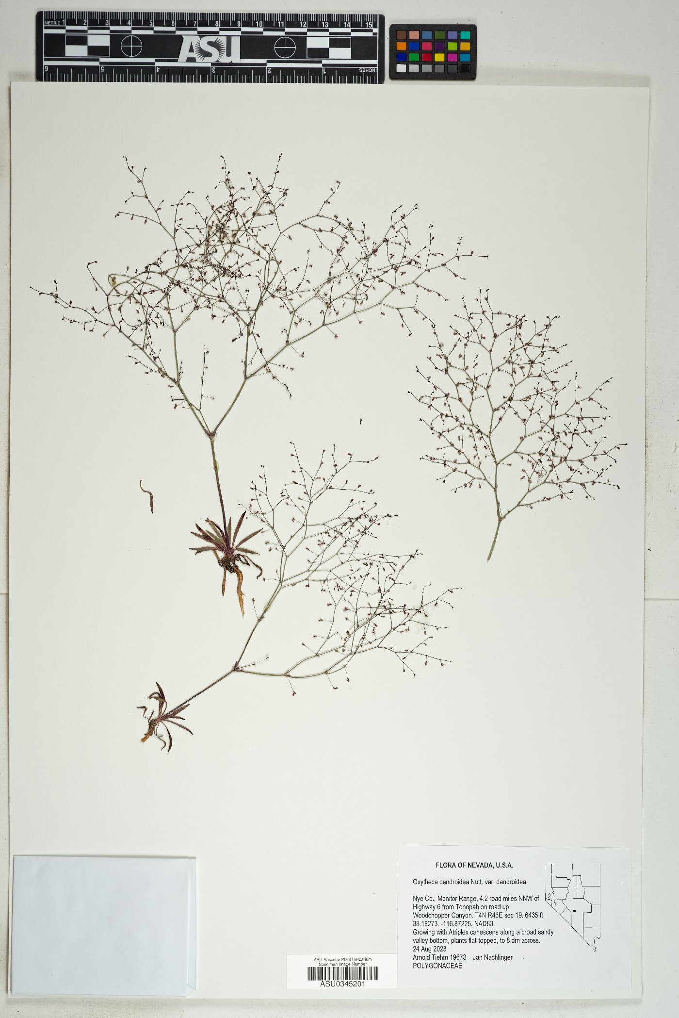 Oxytheca dendroidea var. dendroidea image