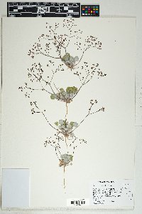 Eriogonum reniforme image