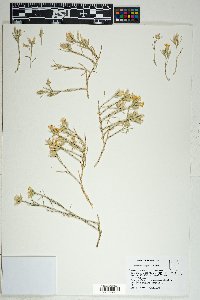 Lepidospartum latisquamum image