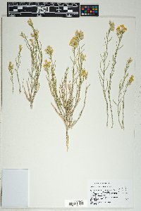 Lepidospartum latisquamum image