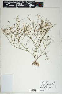 Eriogonum brachyanthum image