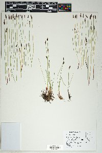 Eleocharis parishii image