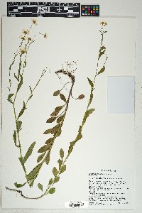 Erigeron strigulosus image