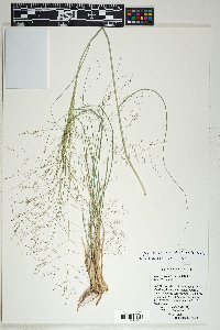 Sporobolus airoides image