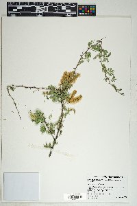 Acacia greggii image