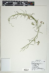 Funastrum heterophyllum image