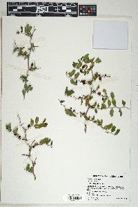 Celtis pallida image