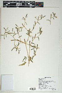 Mentzelia isolata image