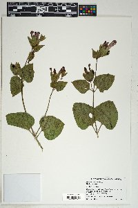 Mirabilis longiflora image