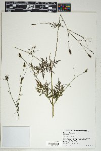 Bidens leptocephala image