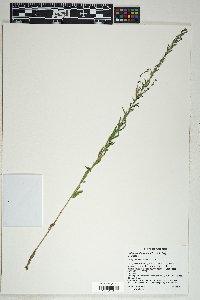 Lythrum californicum image