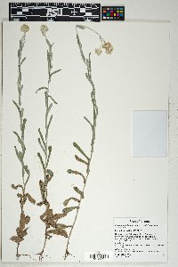 Pseudognaphalium canescens image