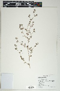 Chamaesyce hyssopifolia image