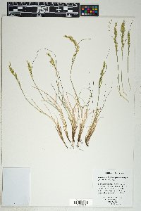 Festuca trachyphylla image