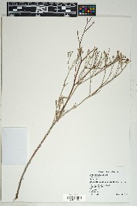 Eriogonum effusum image