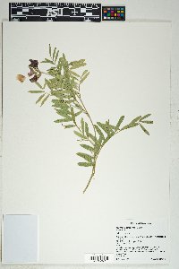 Tephrosia leiocarpa image