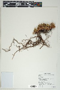 Eriogonum microthecum var. arceuthinum image