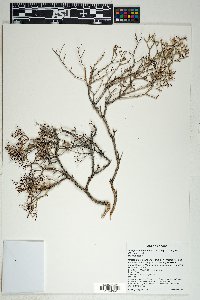 Eriogonum heermannii image