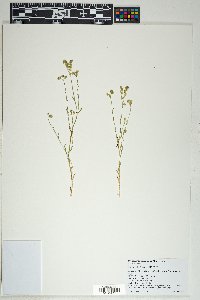 Cryptantha pterocarya image