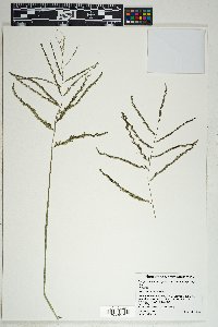 Eragrostis curvula image